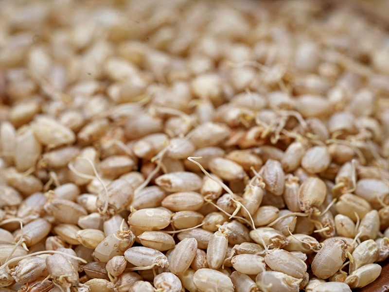 바나듐발아현미 (11).jpg